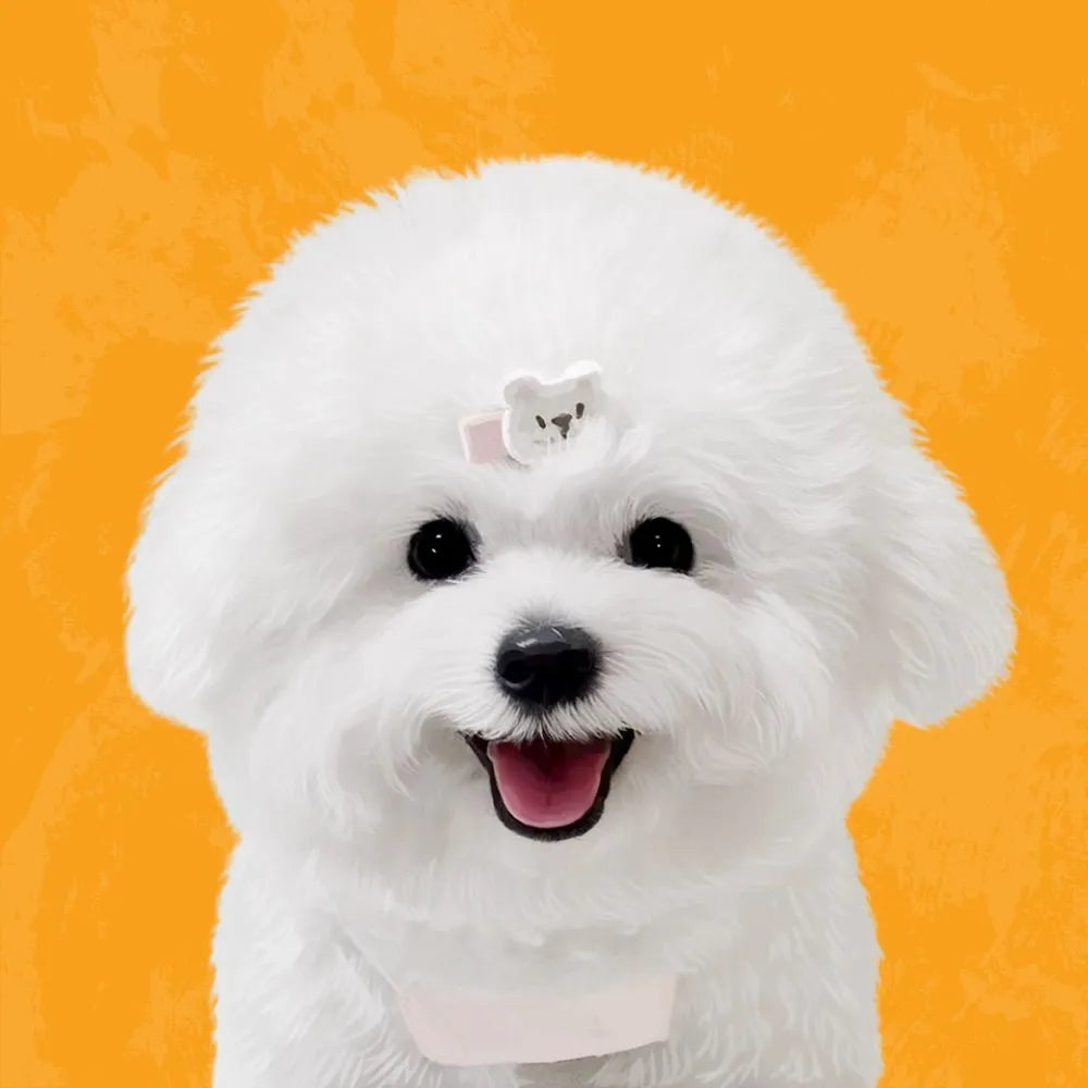 Adorable hand-painted pet portrait of a smiling Bichon Frise with a bear hairpin on an orange background. Great as a personalized pet gift.