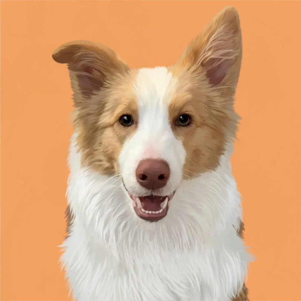 Custom blonde Border Collie portrait – smiling expression on orange background, ideal personalized dog lover gift by Pawmise.