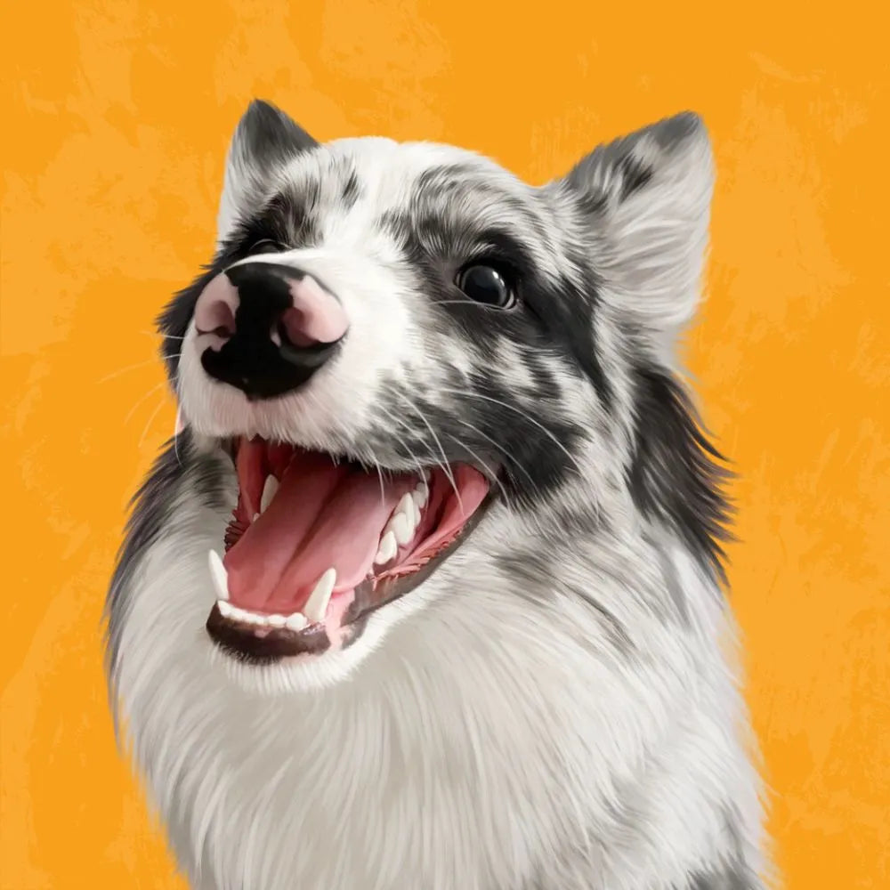 Laughing Border Collie painted portrait on bright orange – unique custom artwork from Pawmise, great pet keepsake.