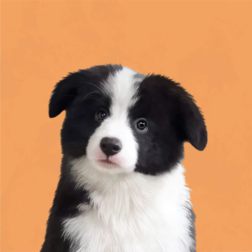 Border Collie puppy illustration with a curious gaze, painted on an orange background. Suitable for pet anniversary gift ideas or mugs.