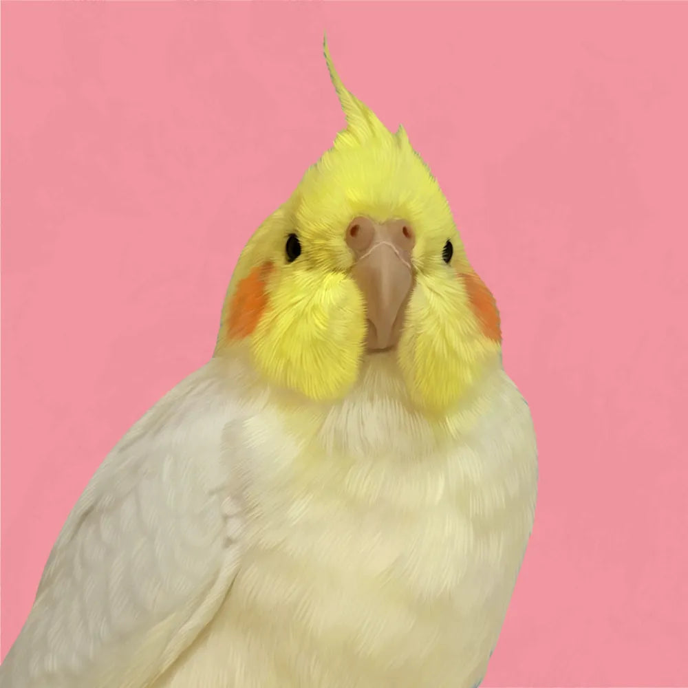 Hand-painted cockatiel portrait with pink background – Pawmise custom gift